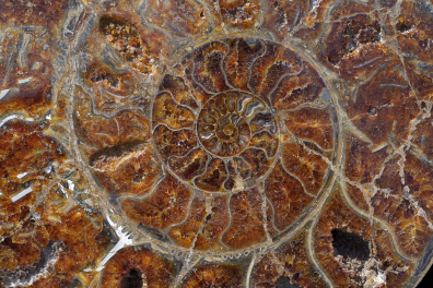 Vue interne d'une coquille d'ammonite (surface polie)